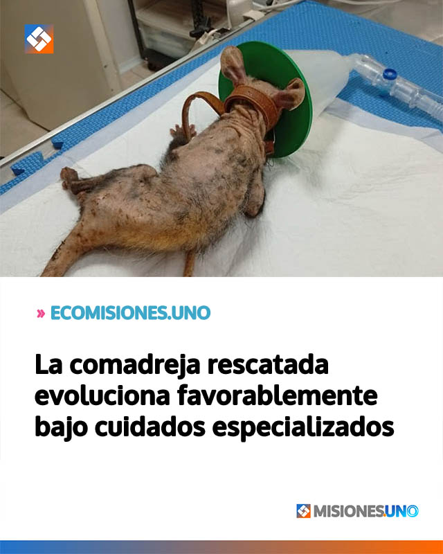 La comadreja rescatada evoluciona favorablemente bajo cuidados especializados