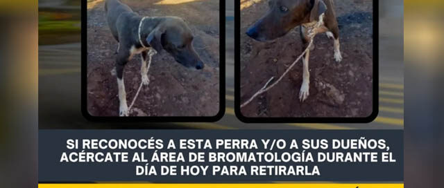 DOS DE MAYO: Buscan a los dueños de una perra rescatada en barrio Las Naciones