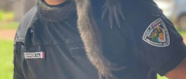 SAN JOSÉ: Un mono carayá apareció en una vivienda y fue derivado a un refugio